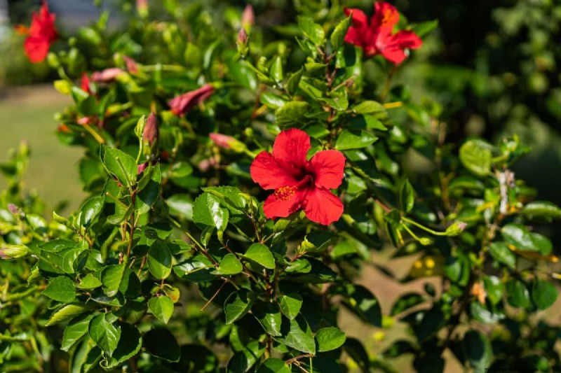 Growing Hibiscus from Flower: A Step-by-Step Guide