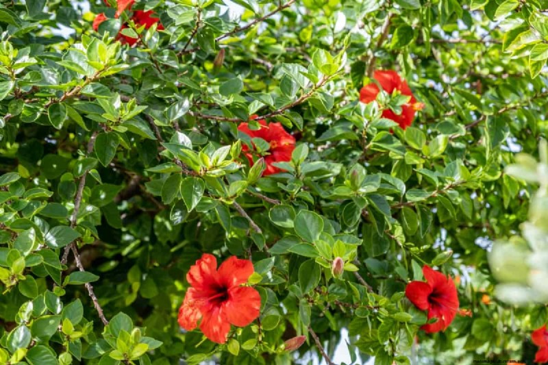 Growing Hibiscus from Flower: A Step-by-Step Guide