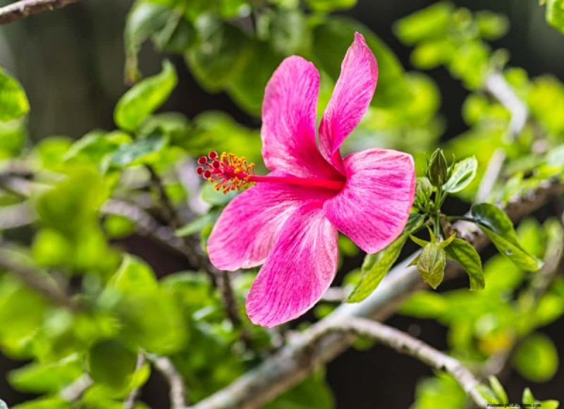 Growing Hibiscus from Flower: A Step-by-Step Guide