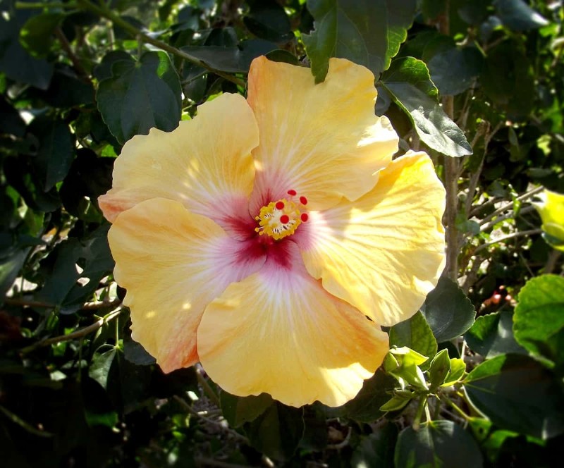 Growing Hibiscus from Flower: A Step-by-Step Guide