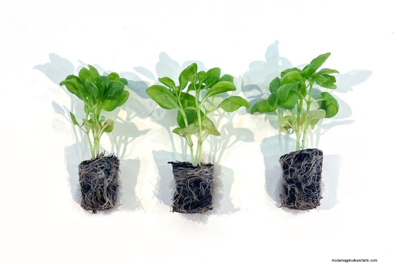 Plugs: Growing & Caring for Bonnie Plants® Vegetable, Fruit & Herb Plugs