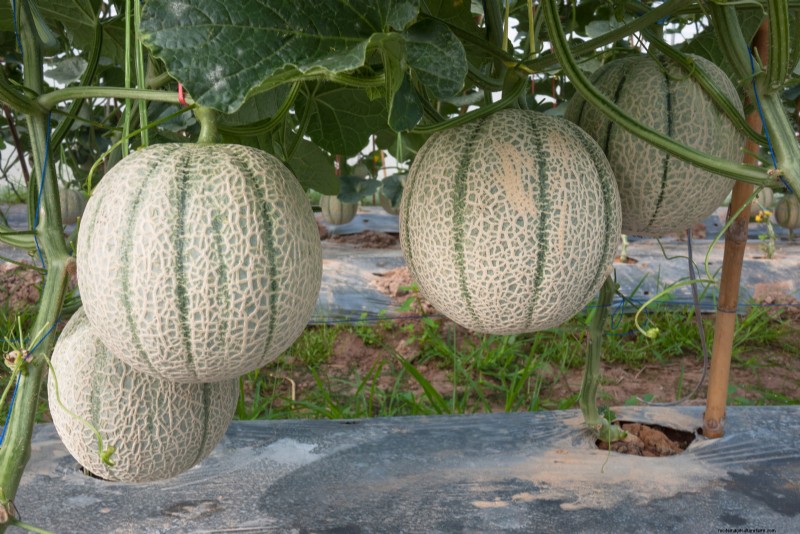 Vertical Melon Growing: Maximize Space & Yield - Expert Tips