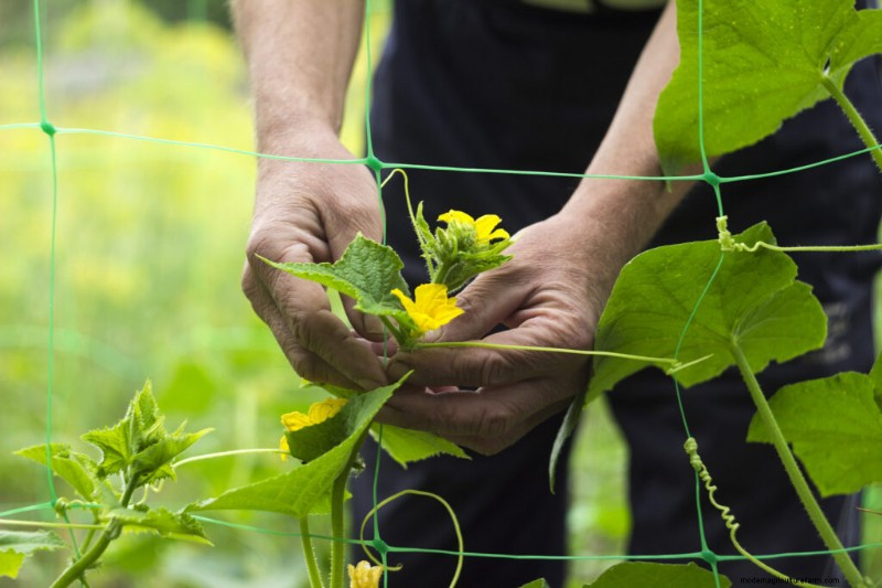 Cucumber Growing: Flowering, Pollination & Fruit Set for Optimal Yields