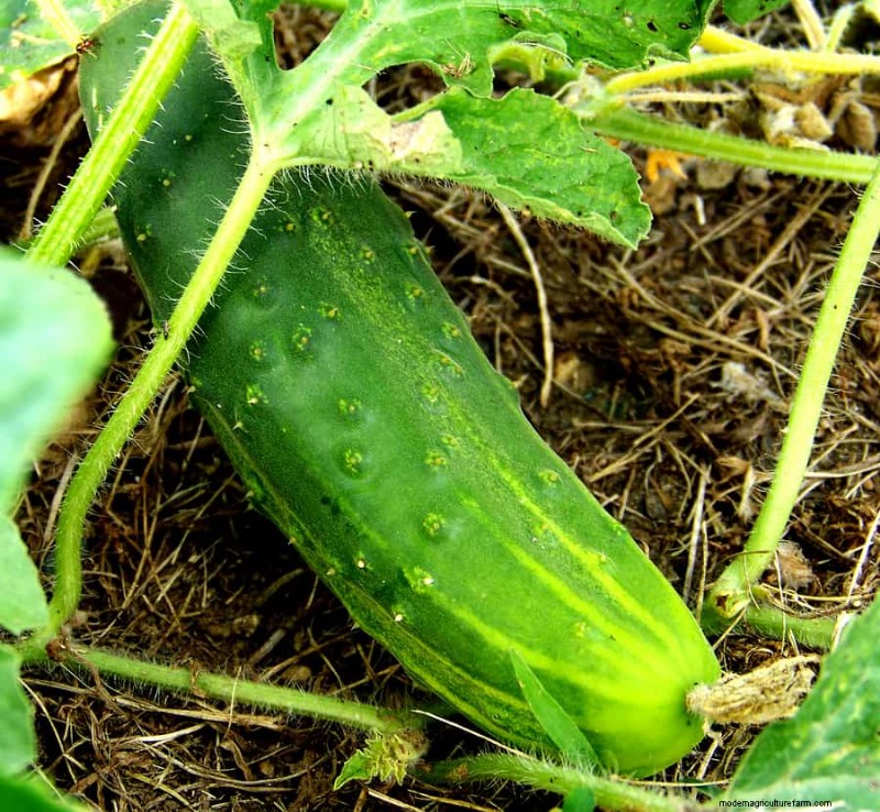 Cucumber Growing: Flowering, Pollination & Fruit Set for Optimal Yields