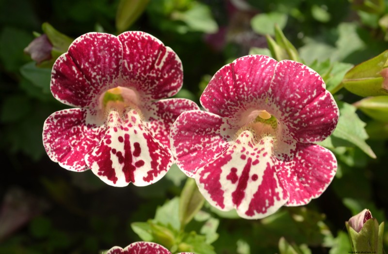 Monkey Flower (Mimulus): Growing & Care Guide - Vibrant Blooms