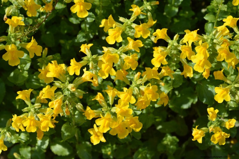 Monkey Flower (Mimulus): Growing & Care Guide - Vibrant Blooms