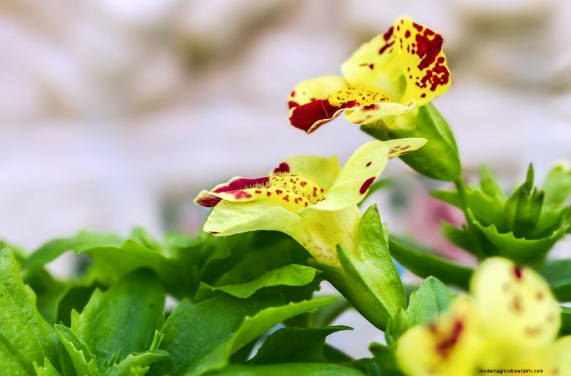 Monkey Flower (Mimulus): Growing & Care Guide - Vibrant Blooms