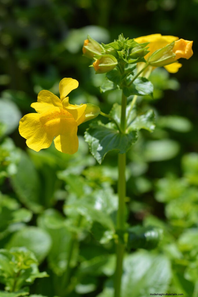 Monkey Flower (Mimulus): Growing & Care Guide - Vibrant Blooms