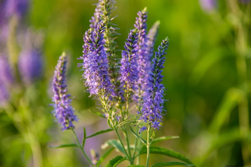 Growing Speedwell (Veronica): A Comprehensive Guide