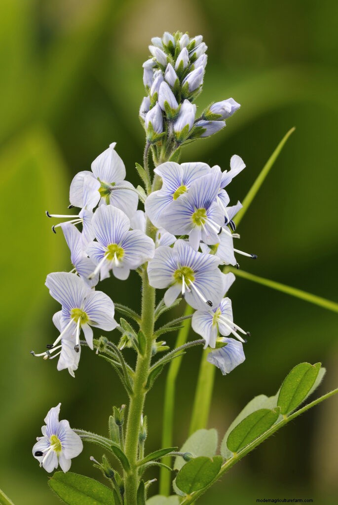 Growing Speedwell (Veronica): A Comprehensive Guide
