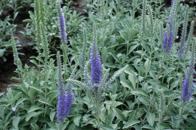 Growing Speedwell (Veronica): A Comprehensive Guide
