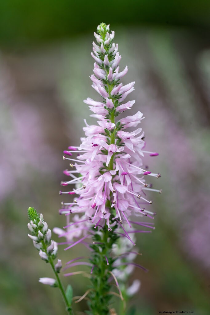 Growing Speedwell (Veronica): A Comprehensive Guide