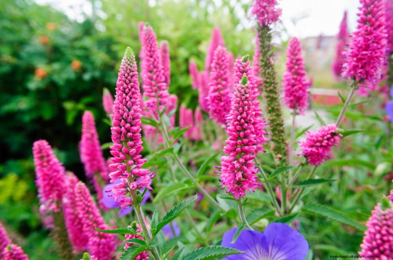 Growing Speedwell (Veronica): A Comprehensive Guide