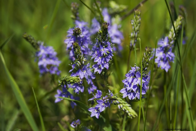 Growing Speedwell (Veronica): A Comprehensive Guide