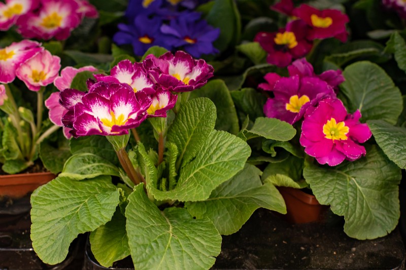 Growing Primroses: A Comprehensive Guide to Primula