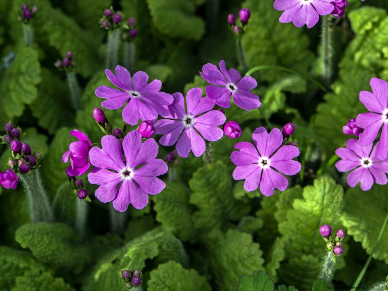 Growing Primroses: A Comprehensive Guide to Primula