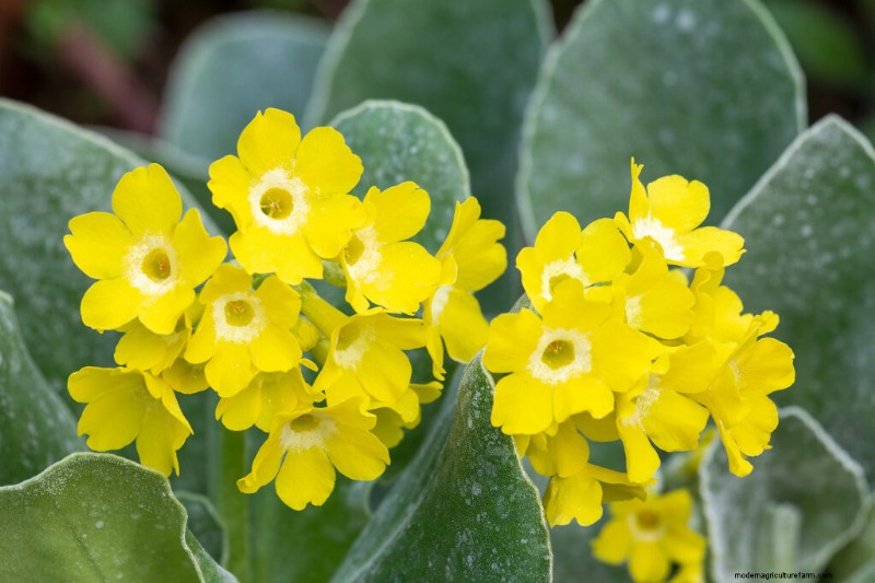 Growing Primroses: A Comprehensive Guide to Primula