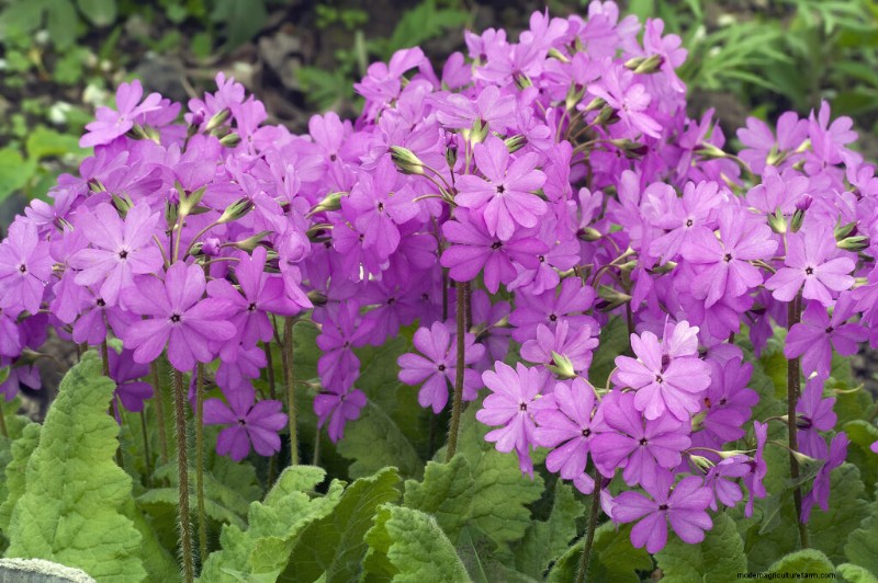 Growing Primroses: A Comprehensive Guide to Primula