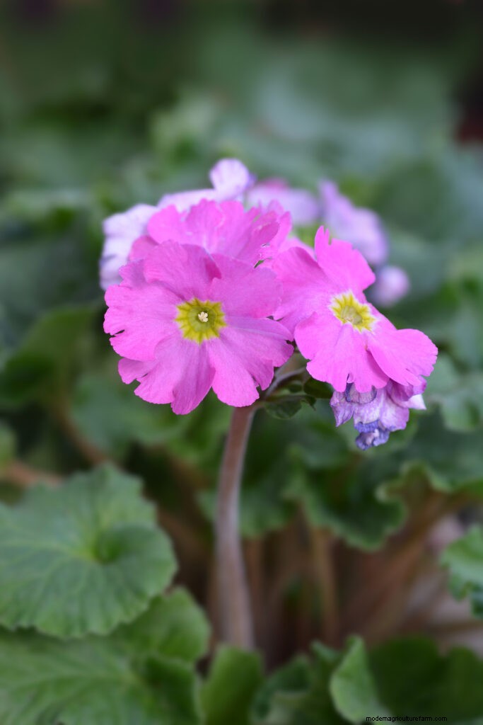 Growing Primroses: A Comprehensive Guide to Primula