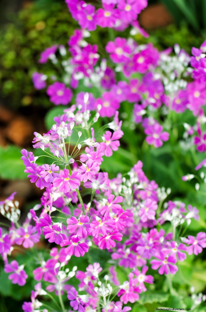 Growing Primroses: A Comprehensive Guide to Primula