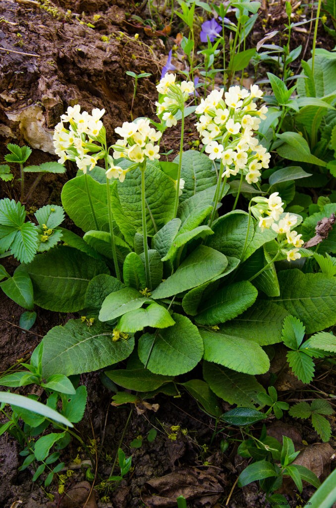 Growing Primroses: A Comprehensive Guide to Primula