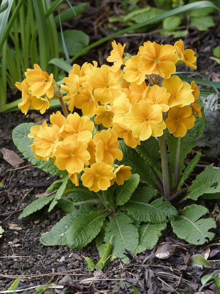 Growing Primroses: A Comprehensive Guide to Primula