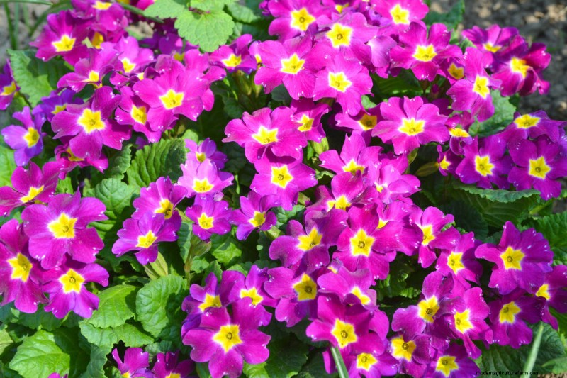 Growing Primroses: A Comprehensive Guide to Primula