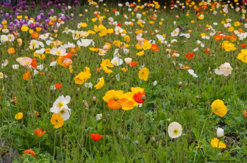 Growing Poppies: A Complete Guide to Planting & Care