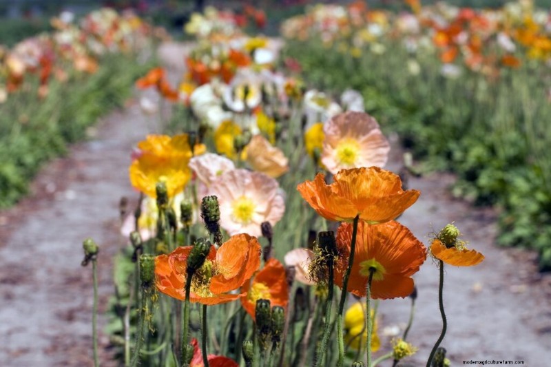 Growing Poppies: A Complete Guide to Planting & Care