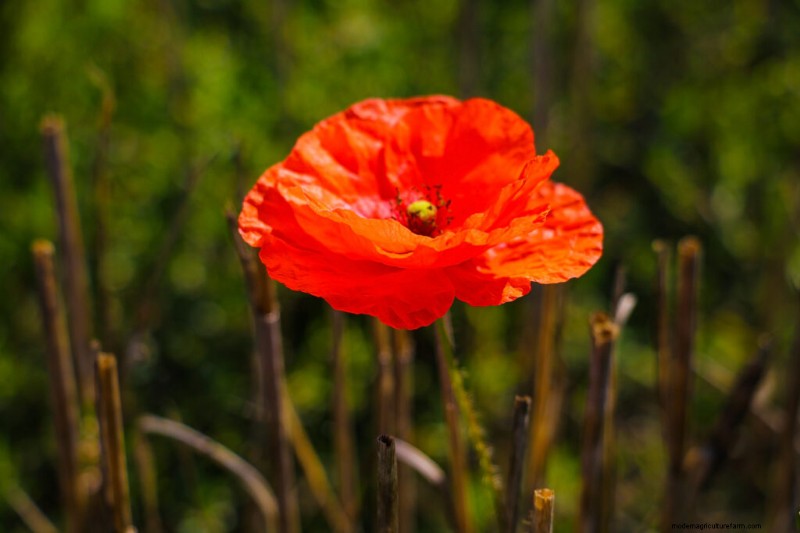 Growing Poppies: A Complete Guide to Planting & Care