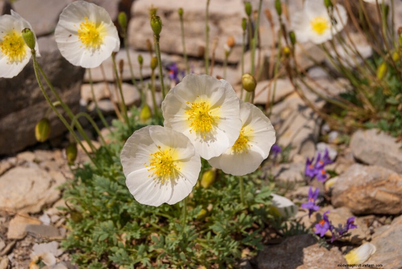Growing Poppies: A Complete Guide to Planting & Care