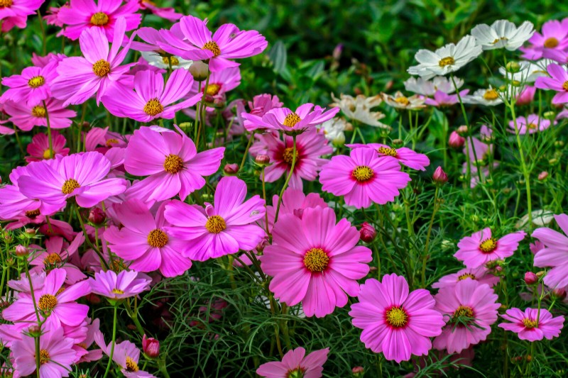 Cosmos: Growing & Caring for These Beautiful Flowers