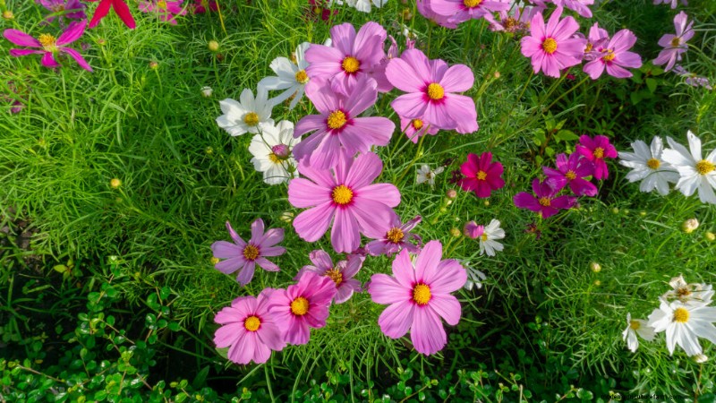 Cosmos: Growing & Caring for These Beautiful Flowers