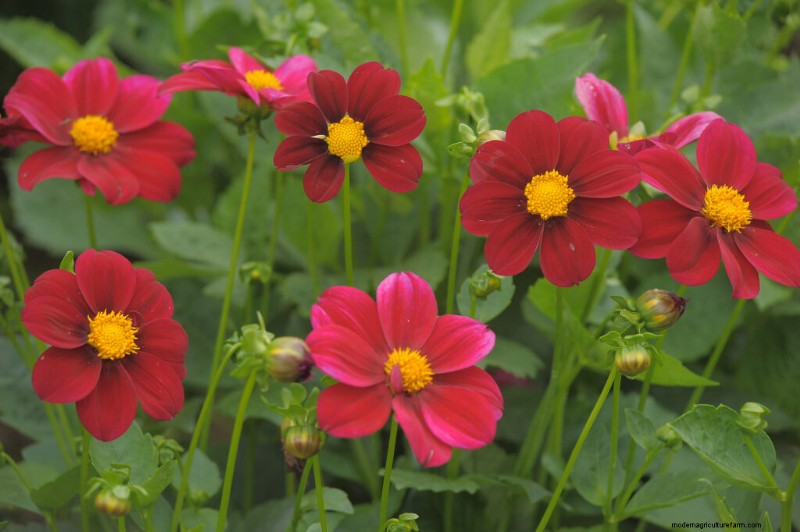 Cosmos: Growing & Caring for These Beautiful Flowers