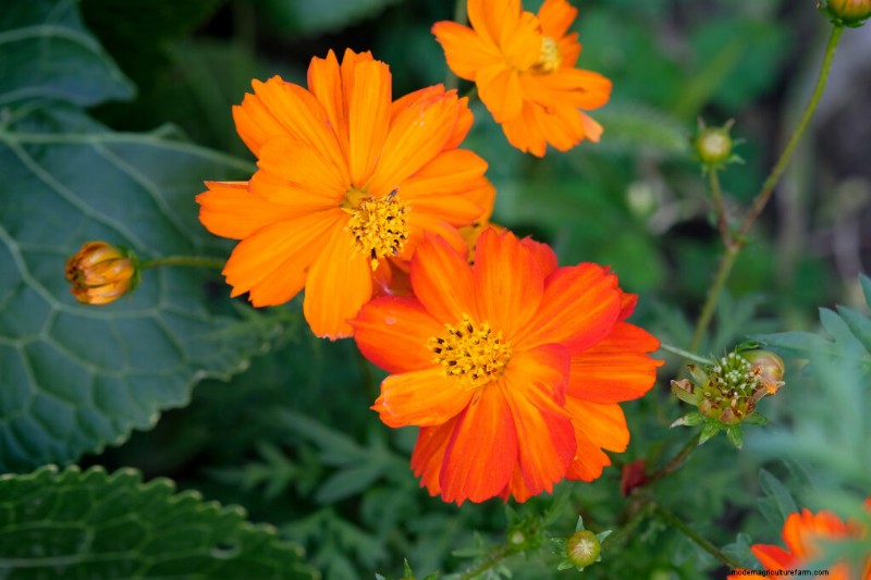 Cosmos: Growing & Caring for These Beautiful Flowers