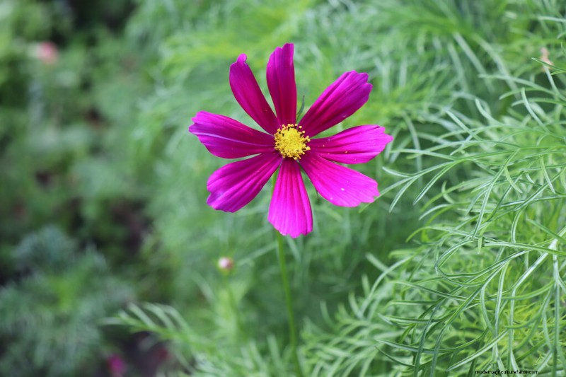 Cosmos: Growing & Caring for These Beautiful Flowers