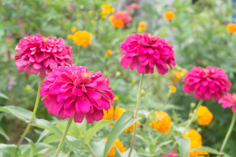Zinnia Growing Guide: Planting, Care & Harvesting