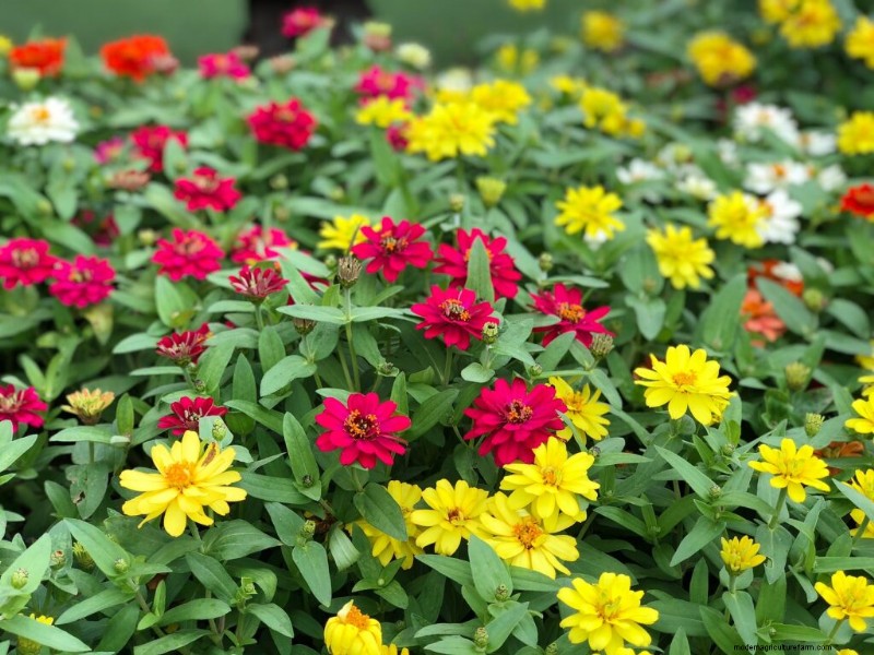 Zinnia Growing Guide: Planting, Care & Harvesting