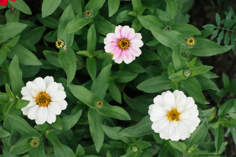 Zinnia Growing Guide: Planting, Care & Harvesting