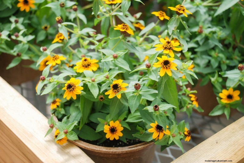 Zinnia Growing Guide: Planting, Care & Harvesting