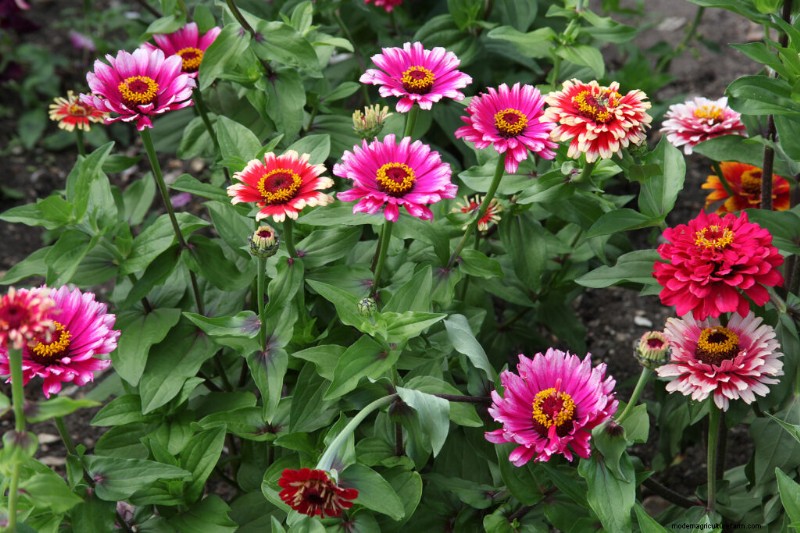 Zinnia Growing Guide: Planting, Care & Harvesting