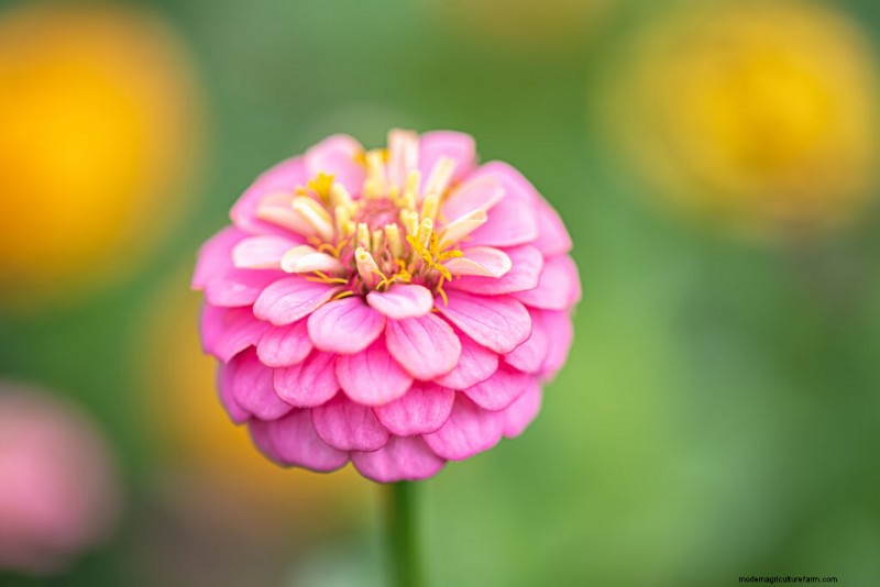 Zinnia Growing Guide: Planting, Care & Harvesting