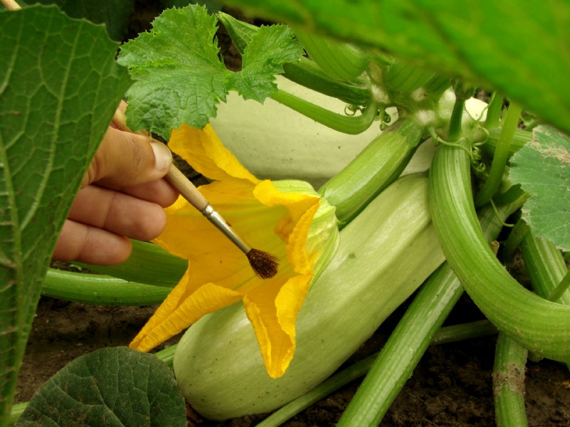 Squash Pollination: Expert Tips for a Bountiful Harvest