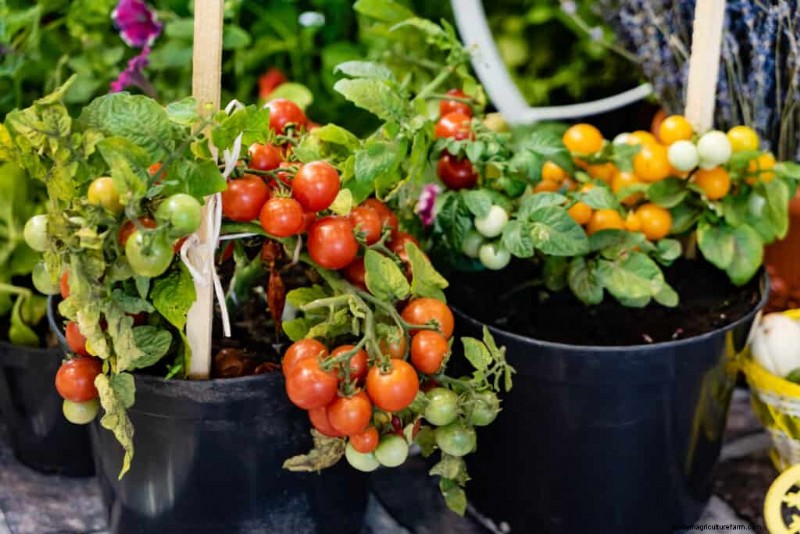 Grow Perfect Tomatoes: A Comprehensive Guide for Home Gardeners