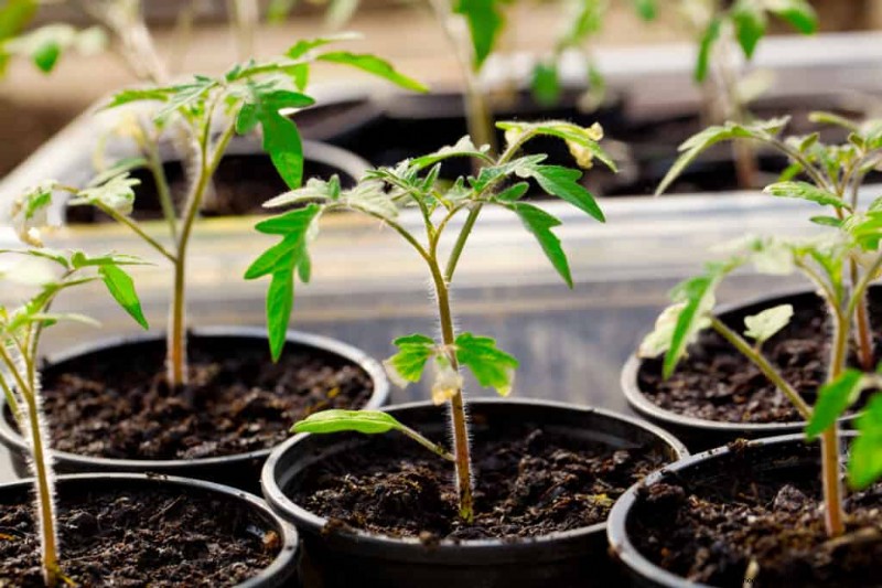 Grow Perfect Tomatoes: A Comprehensive Guide for Home Gardeners