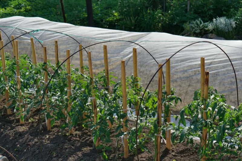 Grow Perfect Tomatoes: A Comprehensive Guide for Home Gardeners