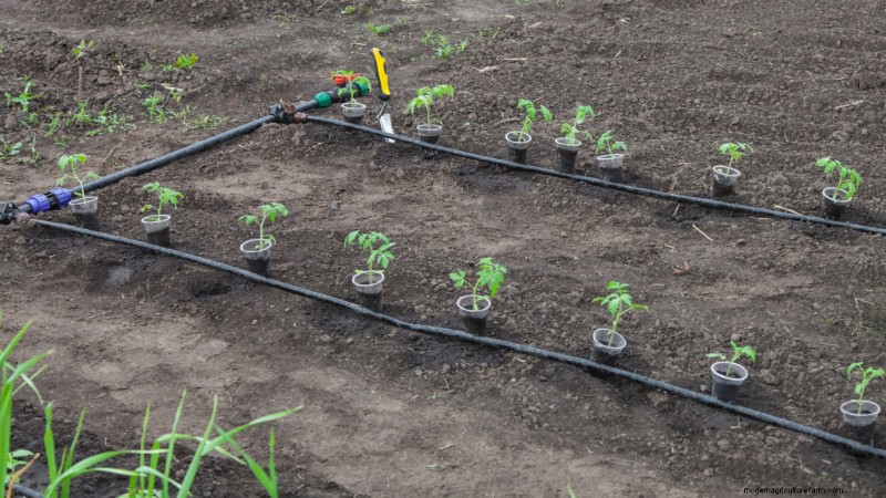 Grow Perfect Tomatoes: A Comprehensive Guide for Home Gardeners