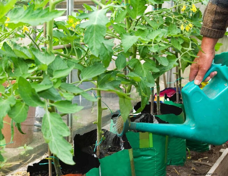 Grow Perfect Tomatoes: A Comprehensive Guide for Home Gardeners