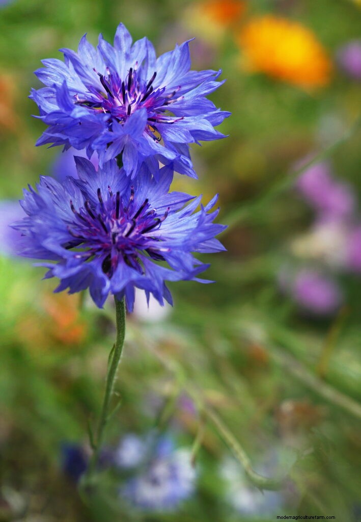 Bachelor s Button (Centaurea cyanus): Growing & Care Guide