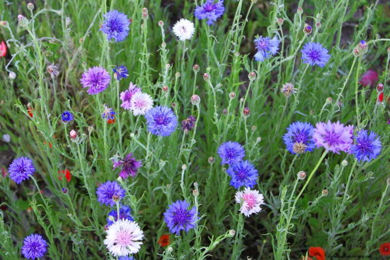 Bachelor s Button (Centaurea cyanus): Growing & Care Guide